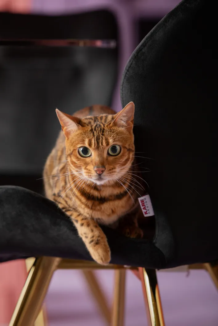 KARE DESIGN Stuhl VIVA schwarz