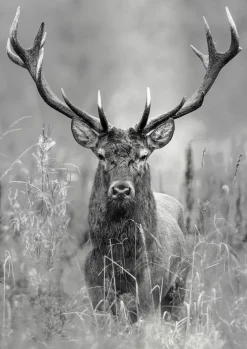 PRO ART Alu-Art Bild GREY DEER HEAD II 70 x 98 cm