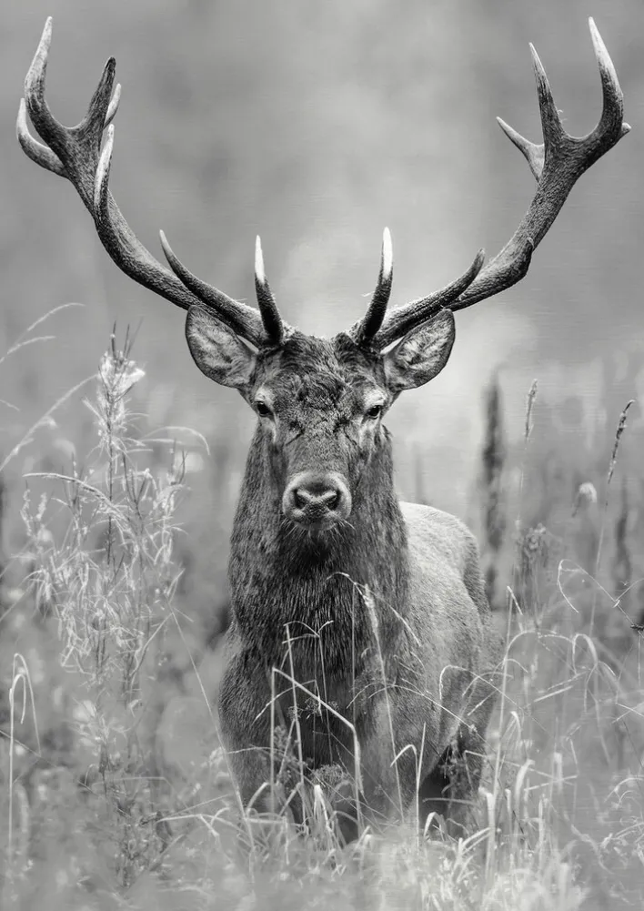 PRO ART Alu-Art Bild GREY DEER HEAD II 70 x 98 cm