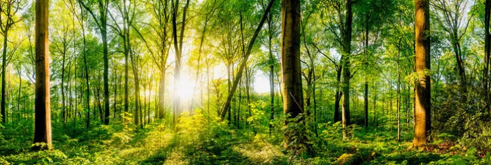 PRO ART Alu-Art Bild WONDERFUL FOREST II 50 x 150 cm mehrfarbig