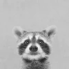 PRO ART Bild YOUNG RACOON 30 x 30 cm schwarz / weiß / grau