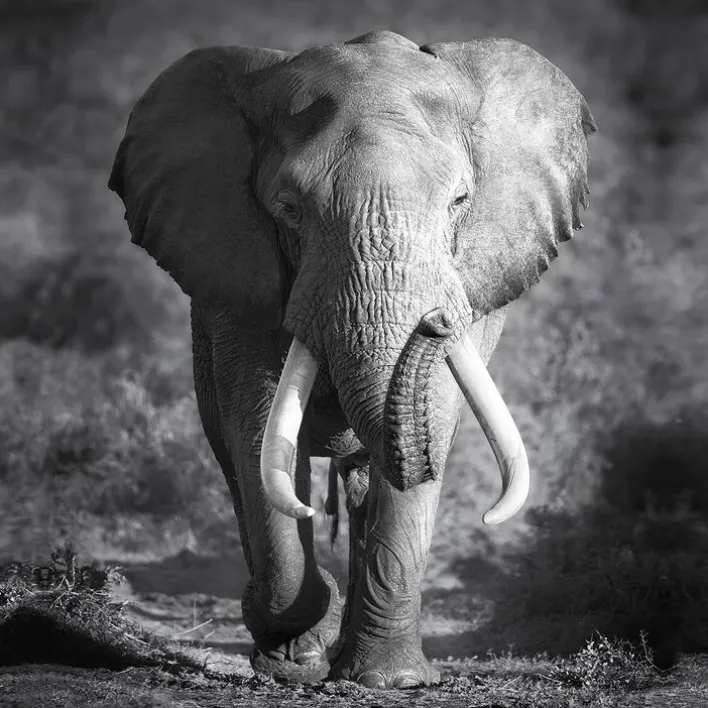 PRO ART Canvas-Art Bild GREY ELEPHANT HEAD 27 x 27 cm schwarz/ weiß