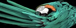 PRO ART Glas-Art Bild GREEN PARROT 80 x 30 cm
