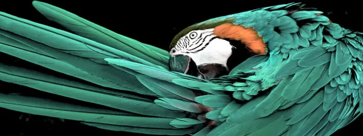 PRO ART Glas-Art Bild GREEN PARROT 80 x 30 cm