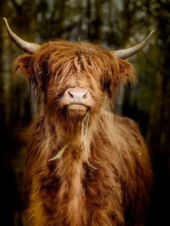 PRO ART Glas-Art Bild SCOTTISH HIGHLAND CATTLE VI 60 x 80 cm